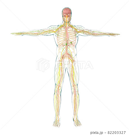 Human Brain Anatomy For Medical Concept 3D Rendering Human Brain Anatomy For Medical Concept 3D Rendering 82203327