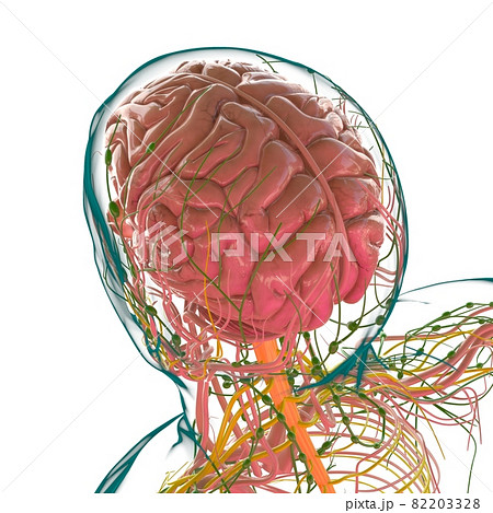 Human Brain Anatomy For Medical Concept 3D 82203328