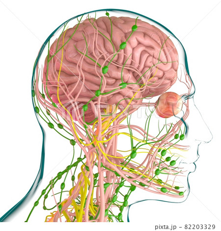Human Brain Anatomy For Medical Concept 3D 82203329