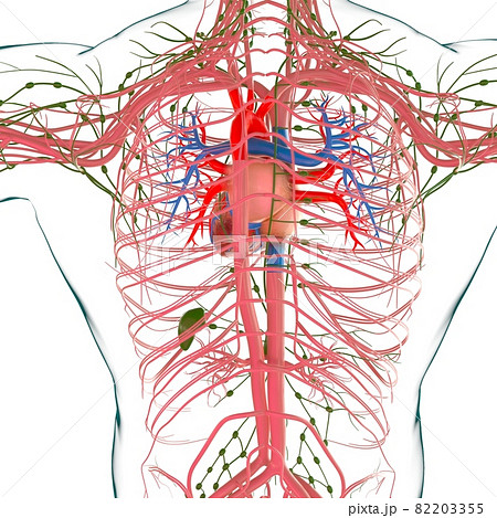 Human Heart With Circulatory System Anatomy For Medical Concept 3D 82203355