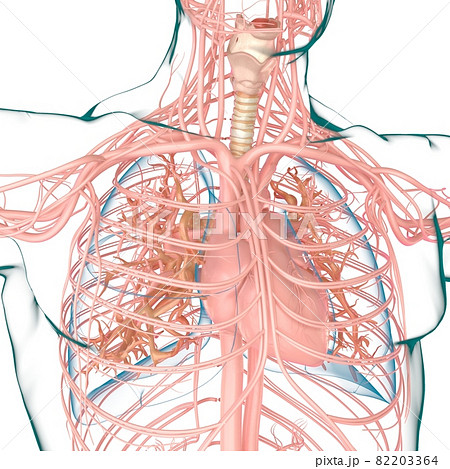 Lungs Human Respiratory System Anatomy For Medical Concept 3D Rendering Lungs Human Respiratory System Anatomy For Medical Concept 3D Rendering 82203364
