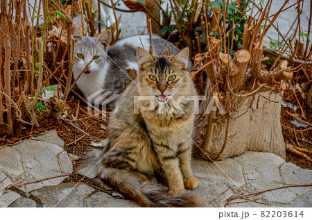 Cats out in the sun Cats out in the sun 82203614