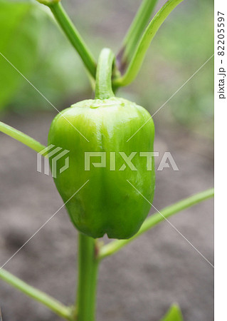 畑に植えて育てたピーマン 82205597