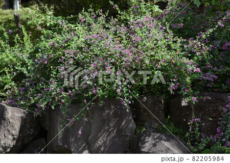 秋の七草・ハギの花 82205984