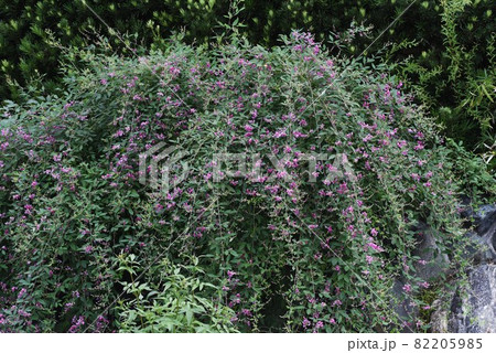 秋の七草・ハギの花 82205985