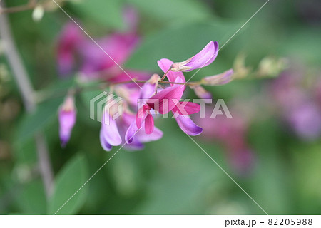 秋の七草・ハギの花 82205988