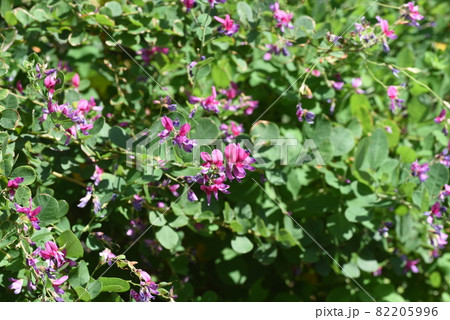 秋の七草・ハギの花 秋の七草・ハギの花 82205996
