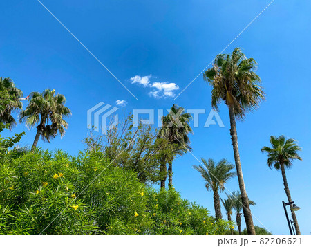 Bottom view of palm trees tropical forest at blue sky background Bottom view of palm trees tropical forest at blue sky background 82206621