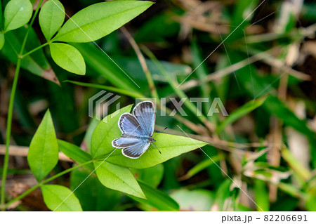 やぶに広がるクワ草の緑の葉に羽を広げて右向きに留まるヤマトシジミ蝶 やぶに広がるクワ草の緑の葉に羽を広げて右向きに留まるヤマトシジミ蝶 82206691