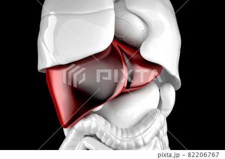 Human liver. 3d anatomical illustration. Contains clipping path 82206767