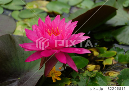 赤い睡蓮の花 赤い睡蓮の花 82206815