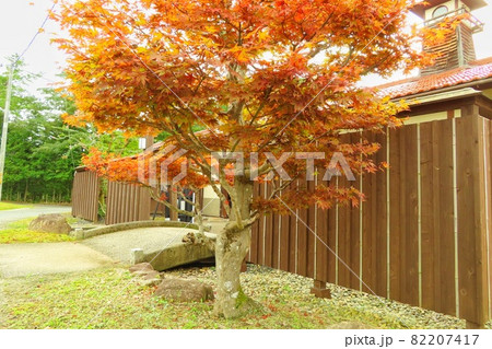 【広島県】紅葉したもみじ 【広島県】紅葉したもみじ 82207417