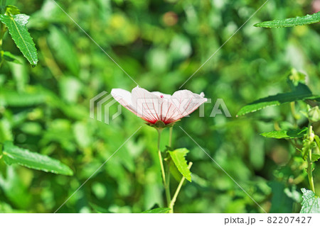 タカサゴフヨウの白い花 82207427