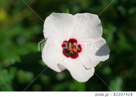 タカサゴフヨウの白い花 タカサゴフヨウの白い花 82207428