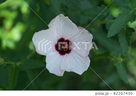 タカサゴフヨウの白い花 82207430