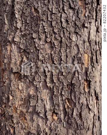 Tree bark texture 82207432