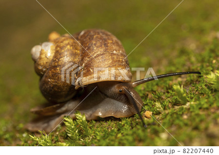 ヤマタニシ ヤマタニシ 82207440