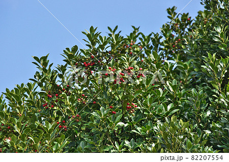 赤いモチノキの実 82207554