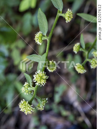シュウブンソウの花 82207612