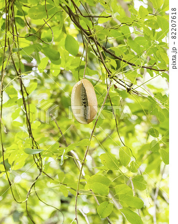 アケビの蔓 国産あけび蔓 1kg(約)長さ30～100cm(約)直径3～5mm | 手作り部材,材料