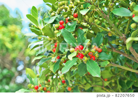 赤いモチノキの実 82207650