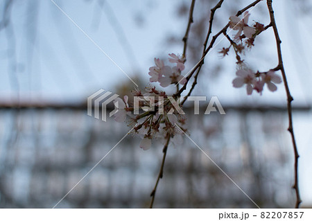 上野恩賜公園の碑周辺／東京都台東区上野公園 82207857