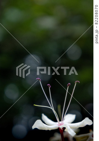 上向きに咲く白色の臭木の花 上向きに咲く白色の臭木の花 82208070