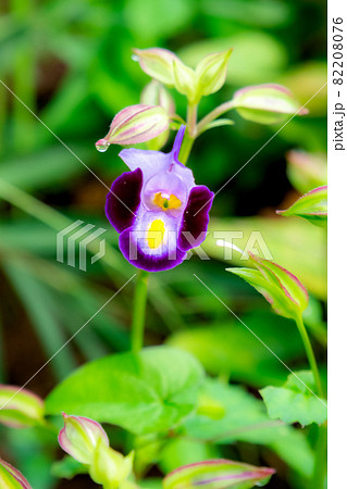 野原に咲く紫色の夏菫 野原に咲く紫色の夏菫 82208076
