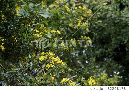 小さく黄色いハナセンナの花 82208178