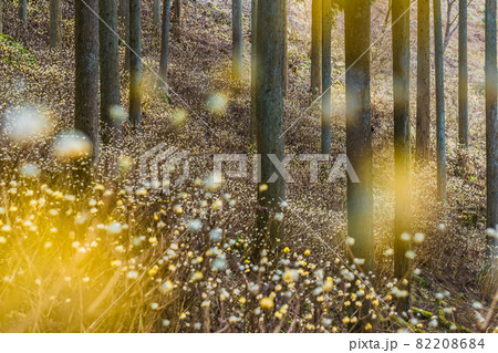 (兵庫県丹波市)青垣峠のミツマタ 82208684