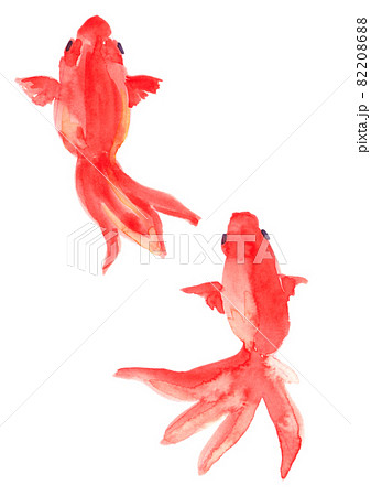 金魚　水彩素材 82208688