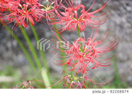 滋賀県の花緑公園の風景、彼岸花、赤い、秋（9月） 82208874
