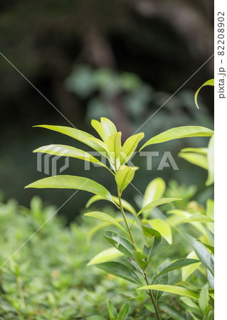 滋賀県の花緑公園の風景、緑、秋色、秋（9月） 82208902