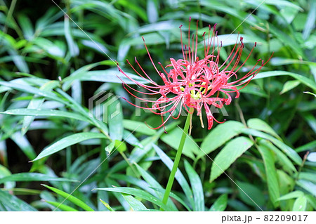 ヒガンバナの花 ヒガンバナの花 82209017