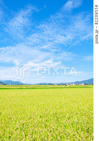 秋の田んぼ 82209558