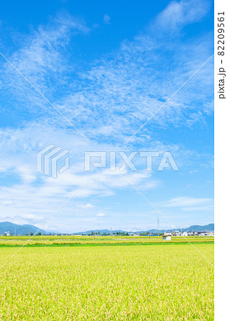 秋の田んぼ 82209561