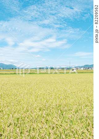 秋の田んぼ 秋の田んぼ 82209562