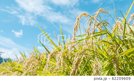 秋の稲 82209609