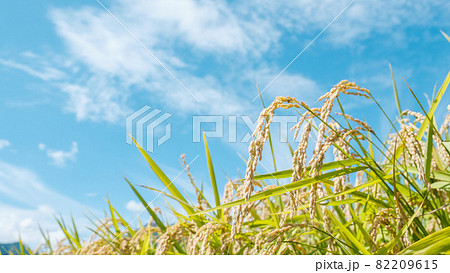 秋の稲 82209615