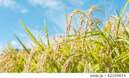 秋の稲 82209624