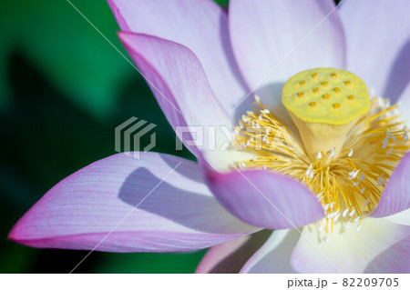 花弁が落ちている蓮の花 花弁が落ちている蓮の花 82209705
