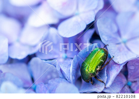 青色の紫陽花にとまるカナブンのアップ 青色の紫陽花にとまるカナブンのアップ 82210108