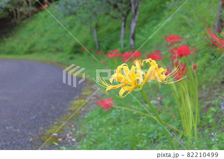 黄色い彼岸花 黄色い彼岸花 82210499