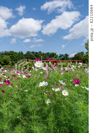大阪服部緑地・コスモスの咲く風景 大阪服部緑地・コスモスの咲く風景 82210664