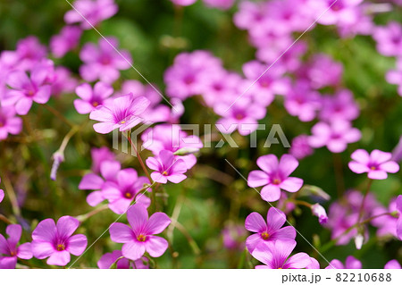 秋に咲いた綺麗なイモカタバミ 82210688