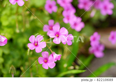 秋に咲いた綺麗なイモカタバミ 秋に咲いた綺麗なイモカタバミ 82210689