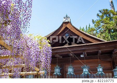 奈良県奈良市　春日大社の砂ずりの藤と燈篭 82210775