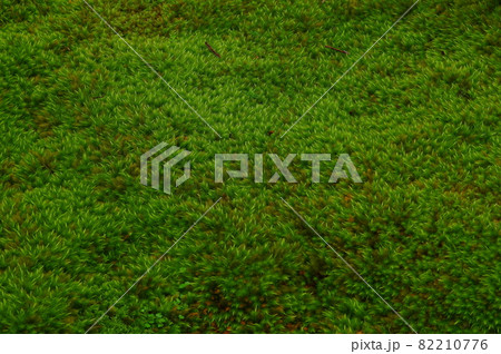 苔の絨毯 苔の絨毯 82210776