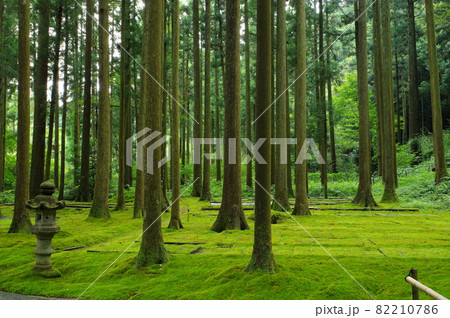 日用苔の里 日用神社 石川県小松市日用町 日用苔の里 日用神社 石川県小松市日用町 82210786