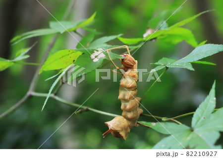 葉を食べているシャチホコガの幼虫 葉を食べているシャチホコガの幼虫 82210927